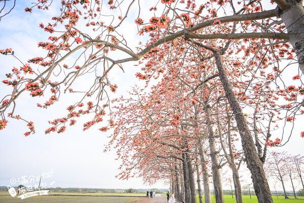 ▲▼竹塘木棉花道。（圖／部落客滿分的旅遊札記授權提供）