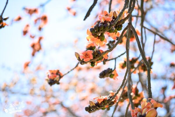 ▲▼竹塘木棉花道。（圖／部落客滿分的旅遊札記授權提供）