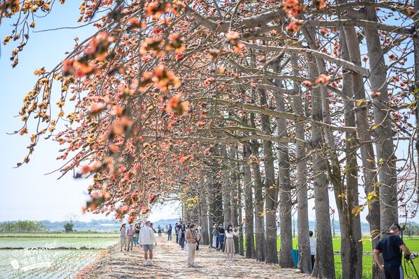 ▲▼竹塘木棉花道。（圖／部落客滿分的旅遊札記授權提供）