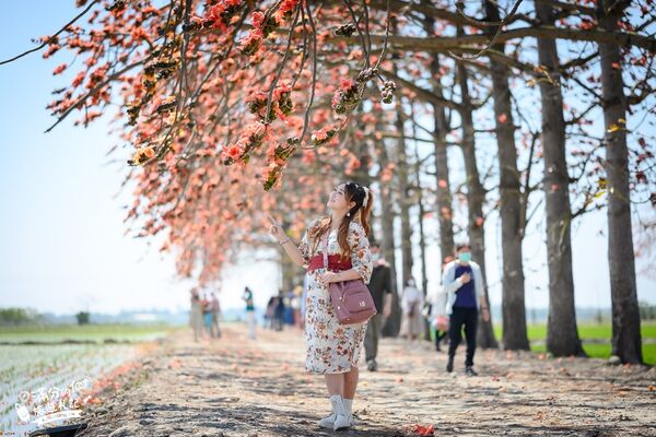 ▲▼竹塘木棉花道。（圖／部落客滿分的旅遊札記授權提供）
