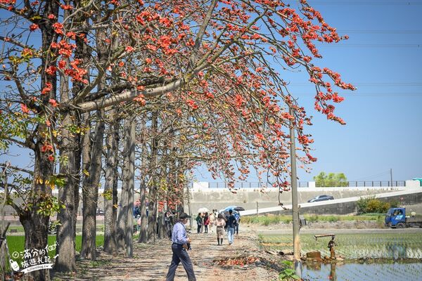 ▲▼竹塘木棉花道。（圖／部落客滿分的旅遊札記授權提供）