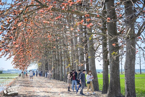 ▲▼竹塘木棉花道。（圖／部落客滿分的旅遊札記授權提供）