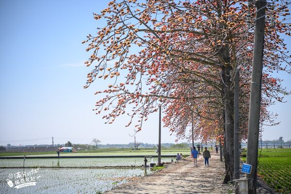 ▲▼竹塘木棉花道。（圖／部落客滿分的旅遊札記授權提供）