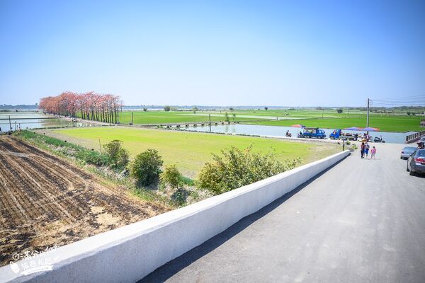 ▲▼竹塘木棉花道。（圖／部落客滿分的旅遊札記授權提供）