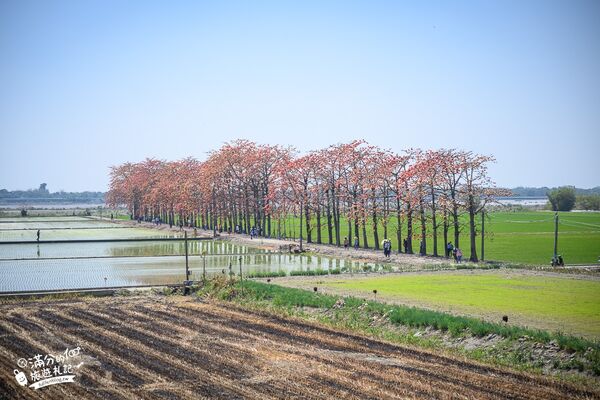 ▲▼竹塘木棉花道。（圖／部落客滿分的旅遊札記授權提供）