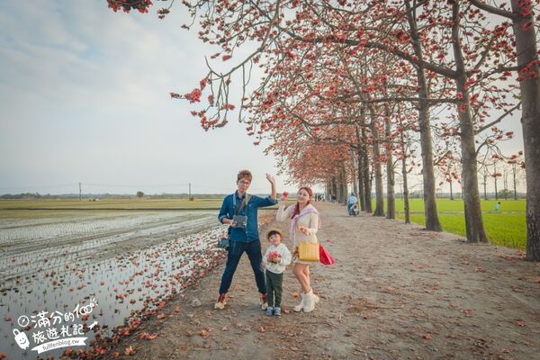 ▲▼竹塘木棉花道。（圖／部落客滿分的旅遊札記授權提供）