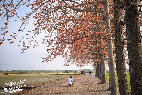 ▲▼竹塘木棉花道。（圖／部落客滿分的旅遊札記授權提供）