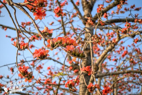 ▲▼竹塘木棉花道。（圖／部落客滿分的旅遊札記授權提供）