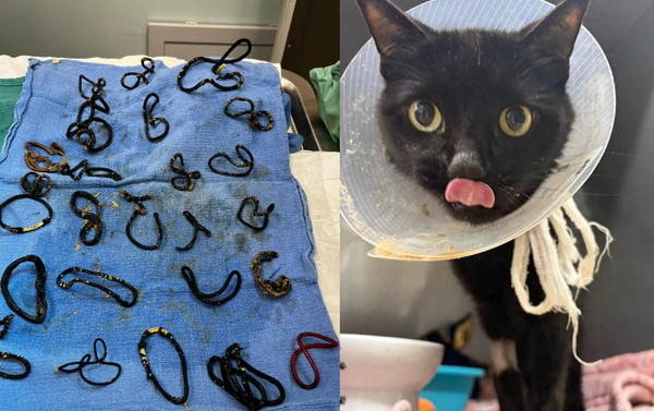 差點被安樂死！　6歲小貓嚴重腸阻塞手術挖出「26個髮圈」醫震驚。（圖／翻攝自Instagram／halonokillrescue）