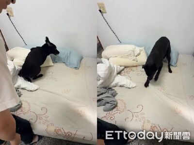 要換床單「小狗龍捲風」不給！　抓抓抗議急到狂說話