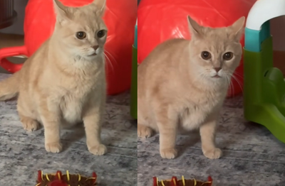 這什麼生物？橘貓初遇「嬰兒大哭」　傻眼反應爆紅：9條命也沒轍