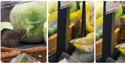 全聯貨架上「老鼠狂啃高麗菜」！　業者急停業致歉：全面清消