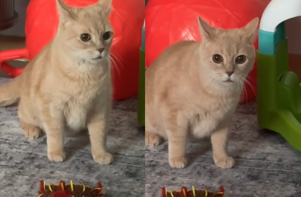 這什麼生物？橘貓初遇「嬰兒大哭」　傻眼反應爆紅：9條命也沒轍。（圖／翻攝自TikTok／ace_vailtura）