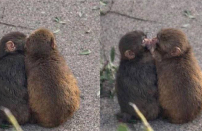 爆紅小猴Punch疑似「交女友」親親放閃　網笑：竟然比我早脫單　