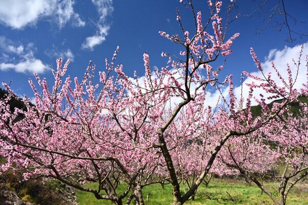▲梨山賓館與4-6月福壽山農場、武陵農場花卉。（圖／梨山賓館提供）
