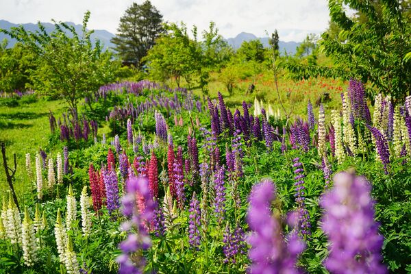 ▲梨山賓館與4-6月福壽山農場、武陵農場花卉。（圖／梨山賓館提供）