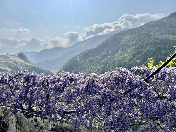 ▲梨山賓館與4-6月福壽山農場、武陵農場花卉。（圖／梨山賓館提供）