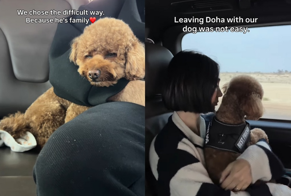 拒絕拋棄毛孩！中東關閉領空　夫妻開車5小時帶貴賓犬一起離開。（圖／翻攝自Instagram／poodletechno）
