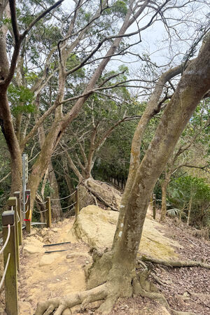 ▲▼大坑6號步道。（圖／部落客飛天璇的口袋授權提供）