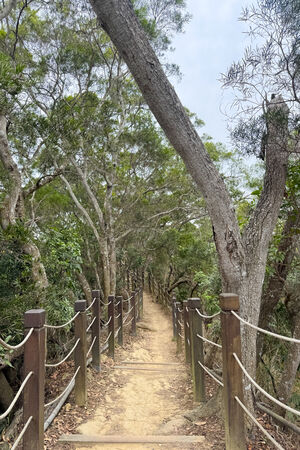 ▲▼大坑6號步道。（圖／部落客飛天璇的口袋授權提供）