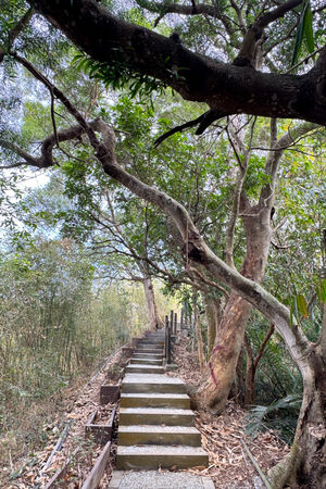 ▲▼大坑6號步道。（圖／部落客飛天璇的口袋授權提供）