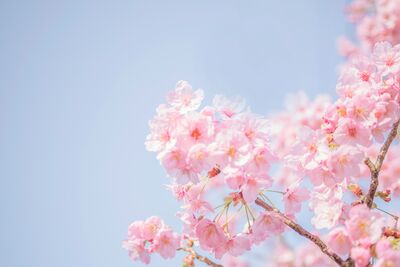 「春分」重新洗牌4生肖翻盤！屬豬貴人加持、第一名氣勢最強