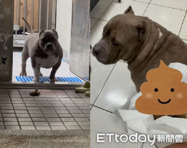 惡霸犬嫌棄「自己的黃金」 奴才幫撿屎還倒退保持距離