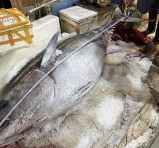 廈門討海人捕獲280公斤「藍鰭鮪」　咬鉤後拼耐力追5小時得手