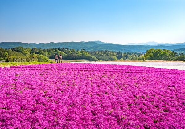▲▼廣島世羅町花海。（圖／廣島縣世羅町提供）