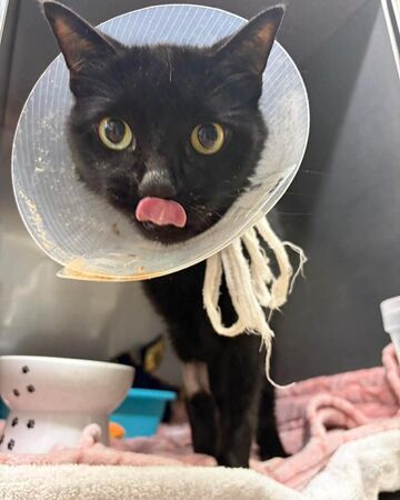 貓咪吞了26條髮圈。（圖／翻攝自HALO No-Kill Rescue Shelter）