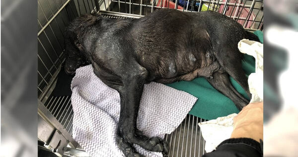 桃園市動保處管制隊日前圍捕狗媽媽，卻在吹箭後任其逃跑，最終導致狗兒溺水身亡悲劇。（圖／讀者提供）