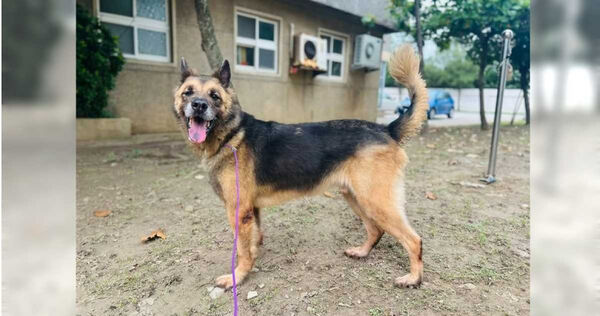 桃園市動物保護教育園區明星犬阿布，1月因工作人員疏失而在鐵籠內痛苦4小時後死去，園區內更驚傳虐待情事。（圖／讀者提供）