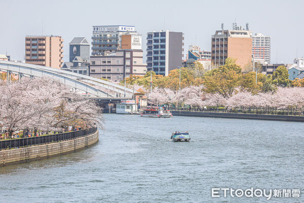 ▲▼大阪大川櫻花遊船，大阪賞櫻，大阪櫻花。（圖／記者蔡玟君攝）