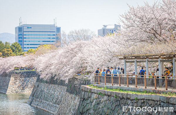 ▲▼大阪城公園，大阪櫻花，大阪賞櫻。（圖／記者蔡玟君攝）
