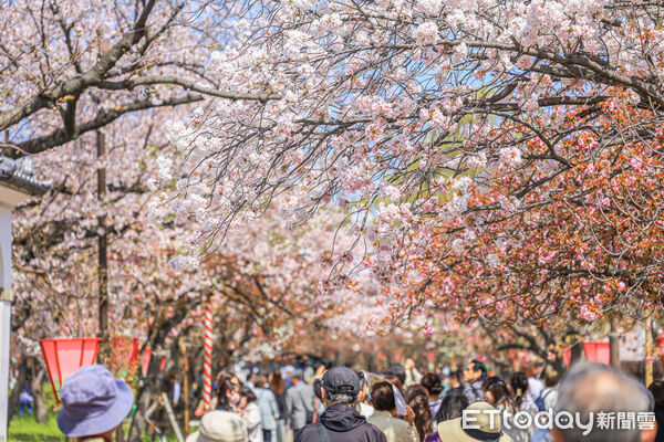 ▲▼大阪造幣局，大阪櫻花，大阪賞櫻。（圖／記者蔡玟君攝）