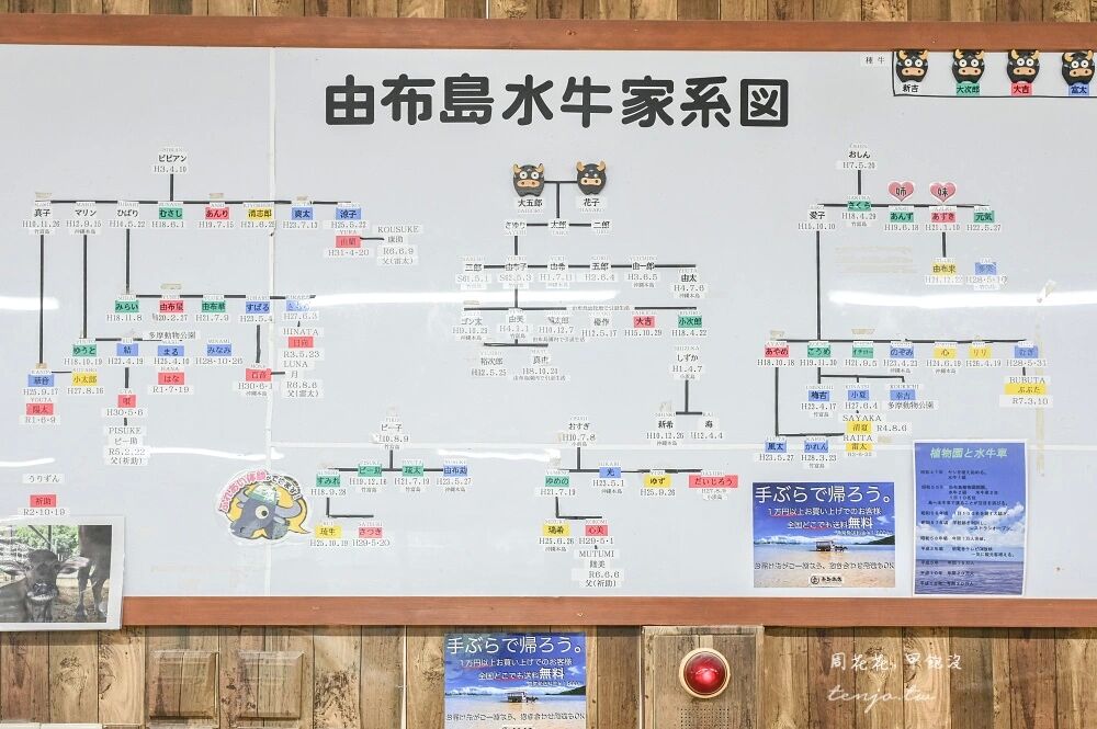 ▲▼由布島水牛車體驗。（圖／周花花授權提供）