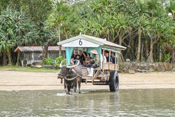 ▲▼由布島水牛車體驗。（圖／周花花授權提供）