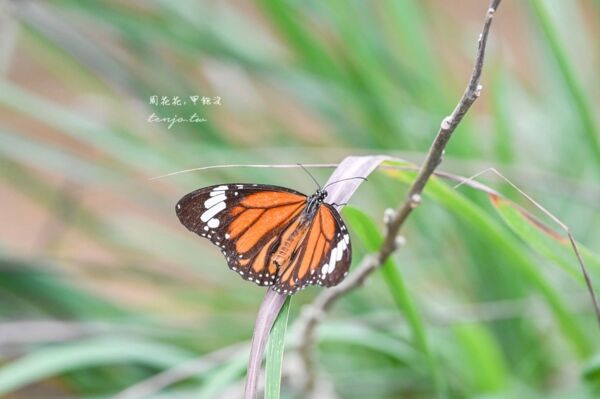 ▲▼由布島水牛車體驗。（圖／周花花授權提供）