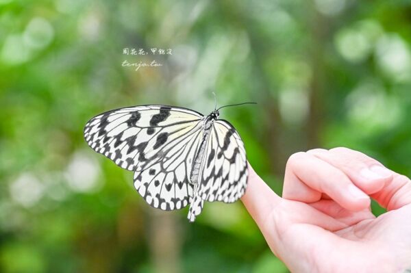 ▲▼由布島水牛車體驗。（圖／周花花授權提供）