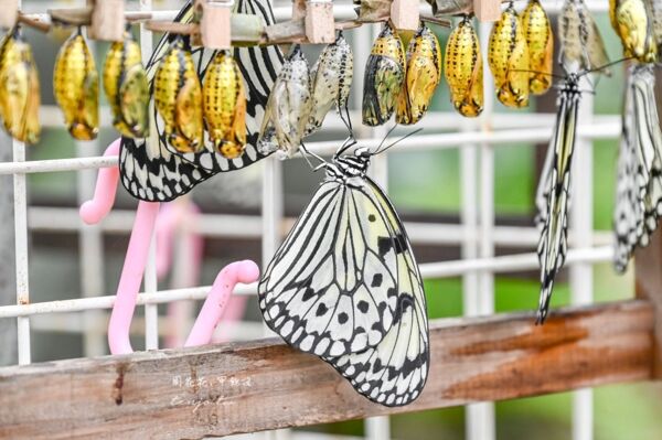 ▲▼由布島水牛車體驗。（圖／周花花授權提供）