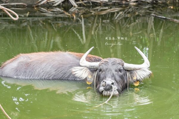 ▲▼由布島水牛車體驗。（圖／周花花授權提供）