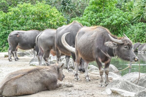 ▲▼由布島水牛車體驗。（圖／周花花授權提供）