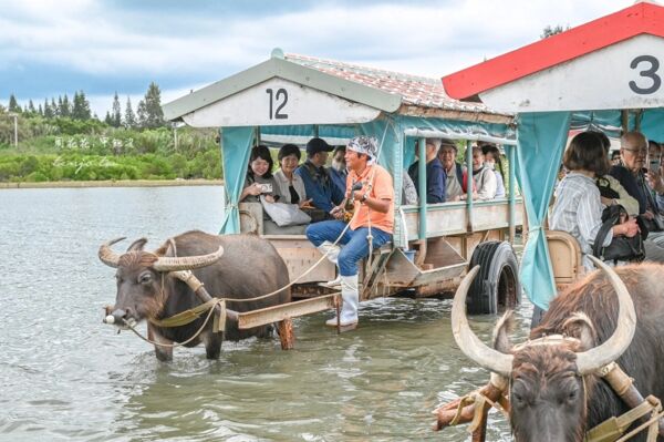 ▲▼由布島水牛車體驗。（圖／周花花授權提供）