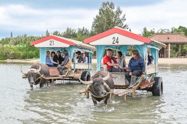 ▲▼由布島水牛車體驗。（圖／周花花授權提供）
