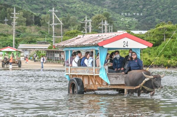 ▲▼由布島水牛車體驗。（圖／周花花授權提供）