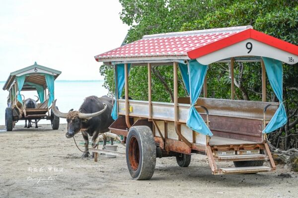 ▲▼由布島水牛車體驗。（圖／周花花授權提供）