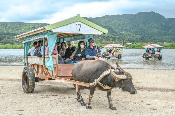 ▲▼由布島水牛車體驗。（圖／周花花授權提供）