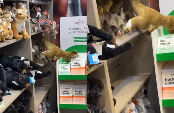 娃娃太逼真會動　顧客驚喜發現「野生刷尾負鼠」藏機場免稅店貨架。（圖／翻攝自Instagram／hobart_airport）