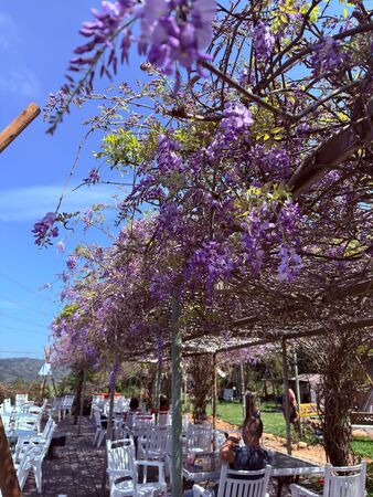 ▲新竹縣府表示，紫藤花季約於每年3月中下旬開始，若氣溫持續回暖，預計下周起將陸續進入盛開期。（圖／新竹縣府交通處提供）