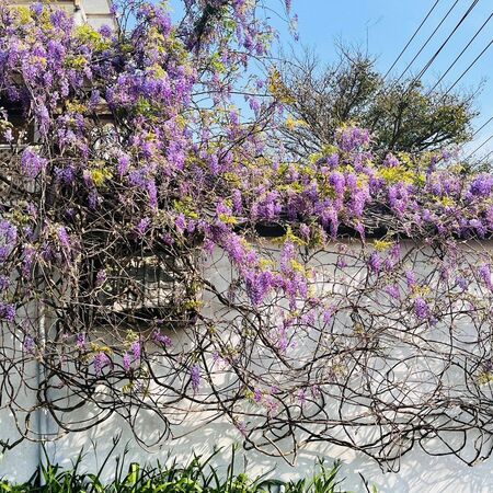 ▲新竹縣府表示，紫藤花季約於每年3月中下旬開始，若氣溫持續回暖，預計下周起將陸續進入盛開期。（圖／新竹縣府交通處提供）